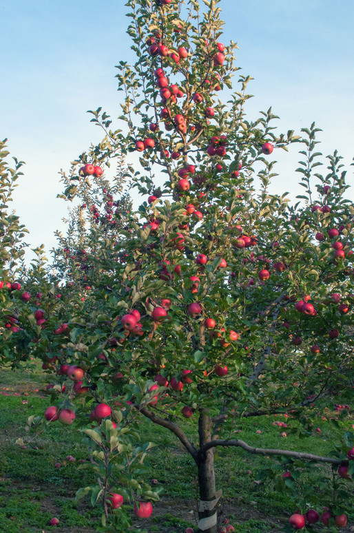 Pick-Ur-Own produce, Apples, Peaches, Strawberries, Flowers